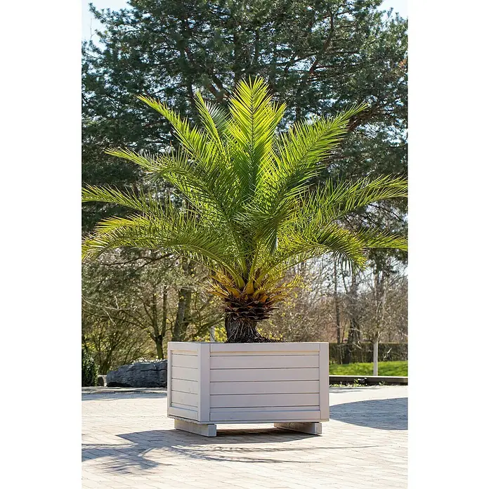 Dattelpalme - Phoenix canariensis, 18 l, Aktuelle Wuchshöhe: 160 cm - 180 cm - Nahaufnahme einer Phoenix-Palme in einem Pflanzgefäß mit Holzverkleidung auf einem gepflasterten Bereich, im Hintergrund Bäume.