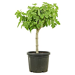 Piardino Feigenbaum Bonsaiform (Ficus carica, Topfgröße: 35 cm, Aktuelle Wuchshöhe: 140 cm - 160 cm)