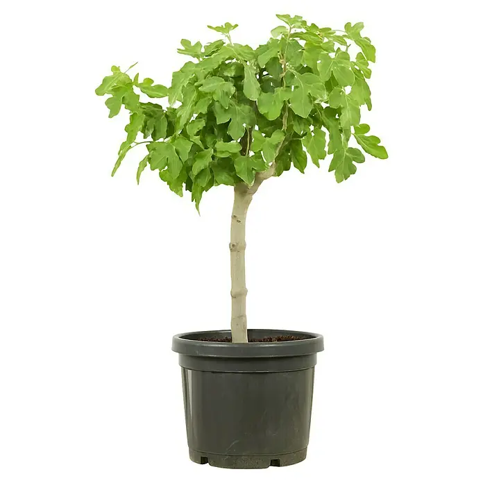 Piardino Feigenbaum Bonsaiform - Ficus carica, Topfgröße: 35 cm, Aktuelle Wuchshöhe: 140 cm - 160 cm - Nahaufnahme eines Kugel-Ahornbaums in einem Topf, der sich ideal als dekoratives Element für jeden Raum eignet.