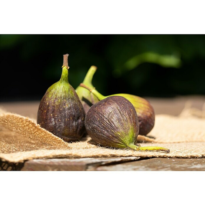 Ficus carica 35