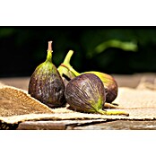 Ficus carica 35