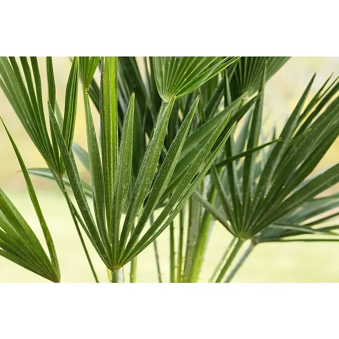 Piardino Zwergpalme - Chamaerops humilis, Topfgröße: 30 cm, Aktuelle Wuchshöhe: 100 cm - 120 cm - Nahaufnahme von grünen Fächerpalmenblättern mit markanten Linien und spitz zulaufenden Enden, die eine tropische Atmosphäre vermitteln.