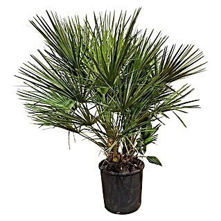 Piardino Zwergpalme (Chamaerops humilis, Topfgröße: 30 cm, Aktuelle Wuchshöhe: 100 cm - 120 cm)