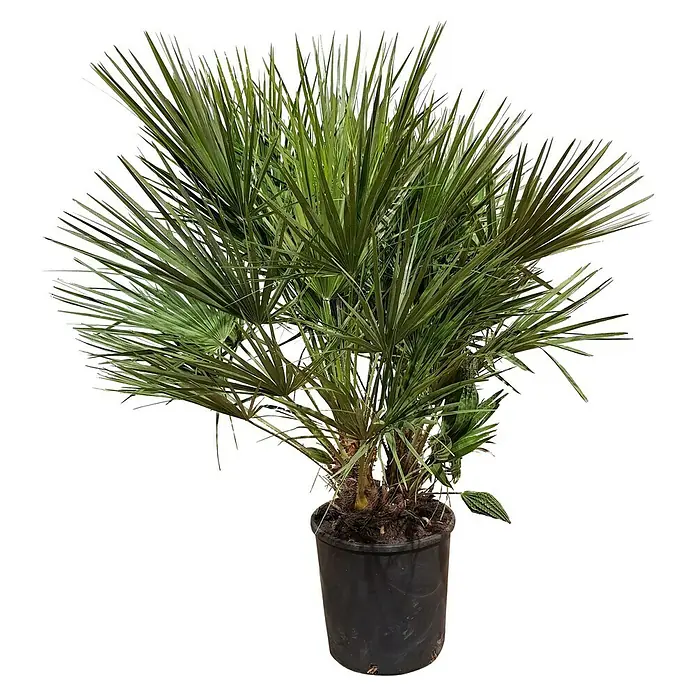 Piardino Zwergpalme - Chamaerops humilis, Topfgröße: 30 cm, Aktuelle Wuchshöhe: 100 cm - 120 cm - Europäische Zwergpalme in einem schwarzen Topf. Die Pflanze hat lange, grüne Blätter, die fächerartig angeordnet sind.