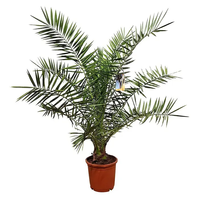 Dattelpalme - Phoenix canariensis, 18 l, Aktuelle Wuchshöhe: 160 cm - 180 cm - Zimmerpflanze Dattelpalme im Topf, die mit ihren grünen Blättern eine exotische Atmosphäre in jeden Raum bringt.