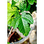 Ficus carica 35