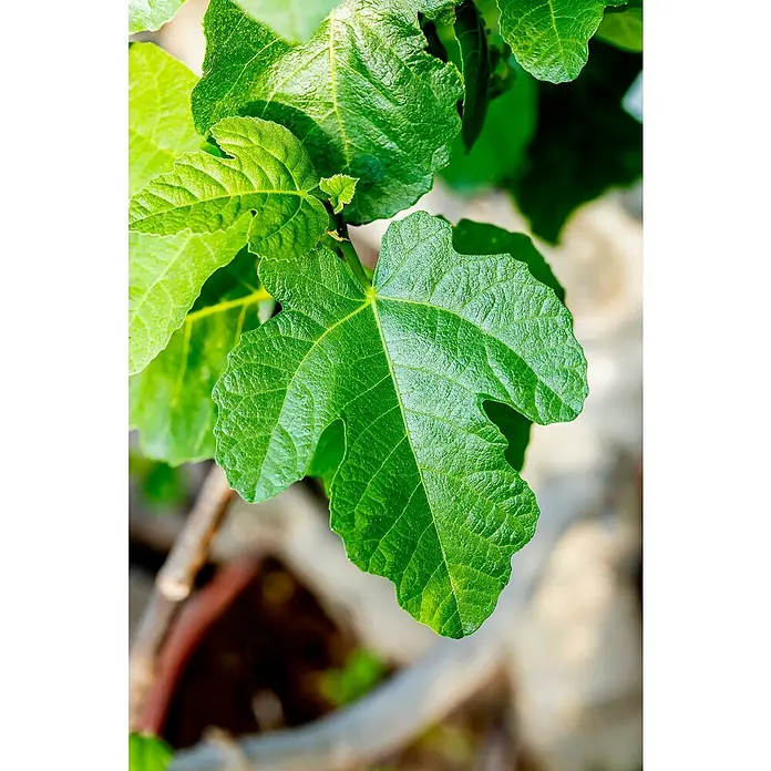 Piardino Feigenbaum Bonsaiform - Ficus carica, Topfgröße: 35 cm, Aktuelle Wuchshöhe: 140 cm - 160 cm - Nahaufnahme eines Feigenblatt-Busches mit seinen grünen, gelappten Blättern, die eine üppige, lebendige Textur zeigen.