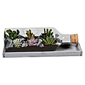 Piardino Terrarium mit Kakteen (48 cm)