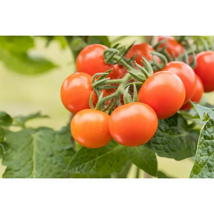 Piardino Tomate - Solanum lycopersicum, 15 cm, Erntezeit: Juli - Strauch mit roten Kirschtomaten, die frisch und reif zum Pflücken aussehen, perfekt für den Salat.