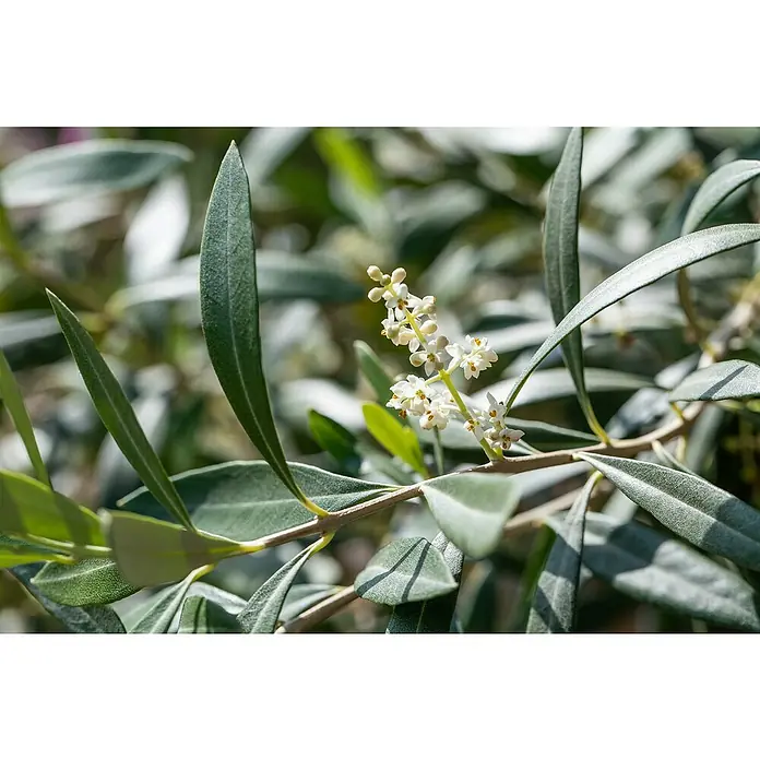 Olivenbaum - Olea europaea sciottola, Topfgröße: 21 cm - Nahaufnahme von Olivenbaumblüten zwischen länglichen, graugrünen Blättern, die die zarten Blüten hervorheben.