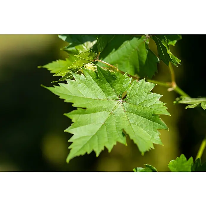 Weinrebe Bonsai - Vitis vinifera, Topfvolumen: 35 l, Aktuelle Wuchshöhe: 140 cm - 160 cm - Nahaufnahme eines grünen Weinblattes, das die Textur und Form der Blattadern sowie die gezackten Ränder hervorhebt.