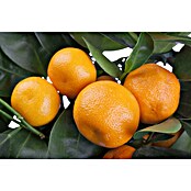 Orangenbaum (Citrus sinensis, 35 l) | BAUHAUS