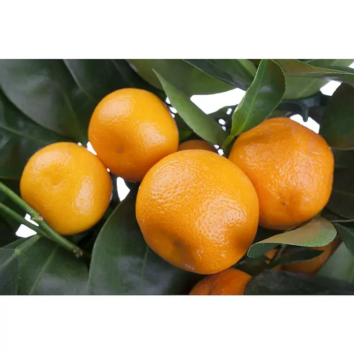 Orangenbaum - Citrus sinensis, 35 l - Nahaufnahme von leuchtend orangefarbenen Mandarinen, die an einem üppigen Baum mit grünen Blättern wachsen.