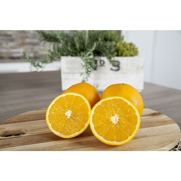 Orangenbaum (Citrus sinensis, 35 l) | BAUHAUS