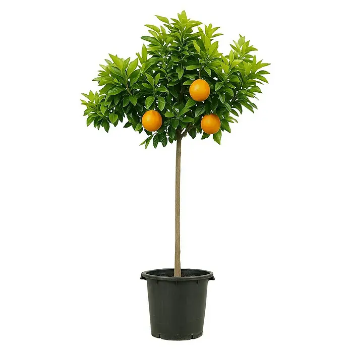 Orangenbaum - Citrus sinensis, 35 l - Orangenbaum im Topf mit reifen Früchten und grünen Blättern, eine attraktive Zimmerpflanze.