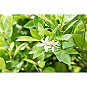 Orangenbaum (Citrus sinensis, 35 l) | BAUHAUS