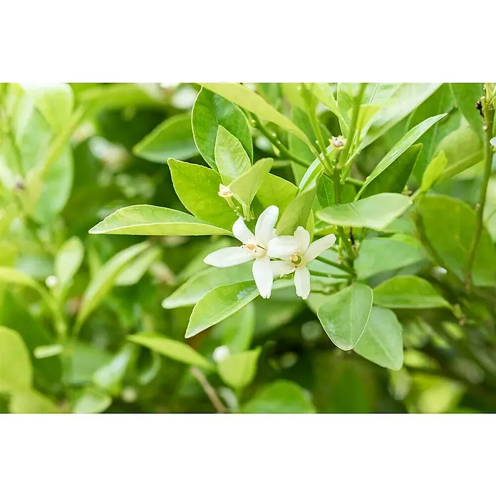 Orangenbaum - Citrus sinensis, 35 l - Nahaufnahme von strahlend weißen Zitronenblüten inmitten leuchtend grüner Blätter. Der Frühling erblüht in voller Pracht.