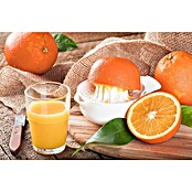 Orangenbaum (Citrus sinensis, 35 l) | BAUHAUS