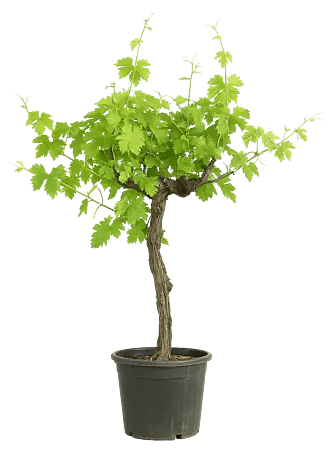 Weinrebe Bonsai - Vitis vinifera, Topfvolumen: 35 l, Aktuelle Wuchshhe:  140 cm - 160 cm online kaufen bei BAUHAUS