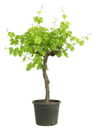 eibe samen 10 Gemeine Eiben Samen (Taxus Baccata) main image 0