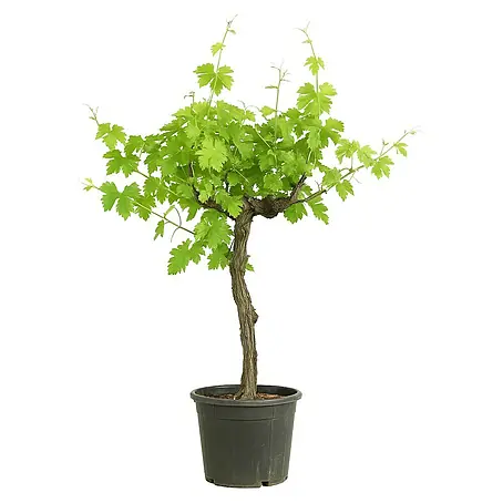 Weinrebe Bonsai
