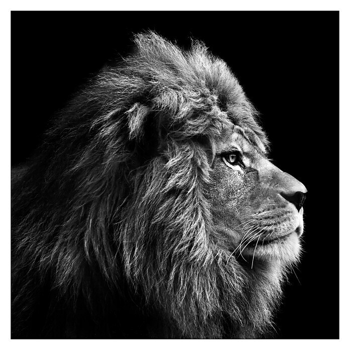 ProArt Leinwandbild Grey (Lion Head, B x H: 30 x 30 cm) | BAUHAUS