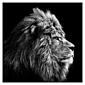 ProArt Leinwandbild Grey (Lion Head, B x H: 30 x 30 cm) | BAUHAUS