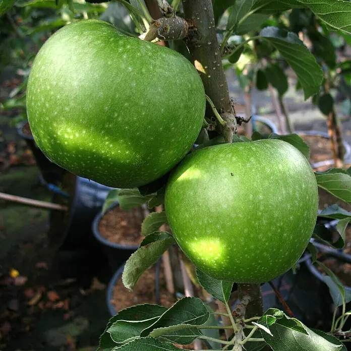 Apfelbaum Granny Smith Compact - Malus domestica Granny Smith Compact, Erntezeit: November - Nahaufnahme von zwei Granny Smith Äpfeln, die an einem Ast hängen und das grüne, knackige Aussehen der Sorte zeigen.