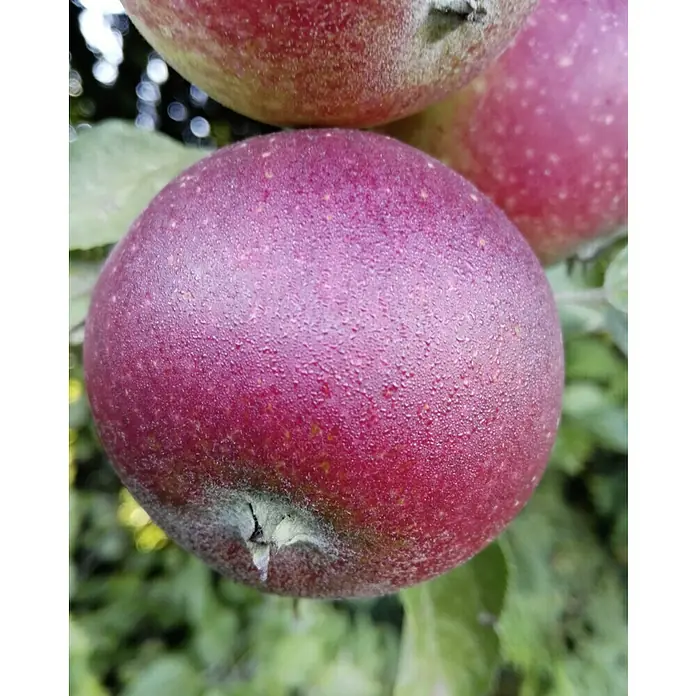 Apfelbaum Ingrid-Marie - Malus domestica Ingrid-Marie, Erntezeit: September - Nahaufnahme von roten Äpfeln am Baum. Die Äpfel haben eine glatte Haut mit kleinen Wassertröpfchen und sind von grünen Blättern umgeben.