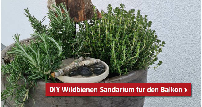 Selbstgemachtes Wildbienen-Sandarium am Balkon in einem Top mit Kräutern und Holzstab