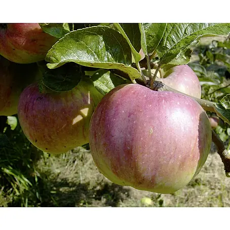Apfelbaum Ontario