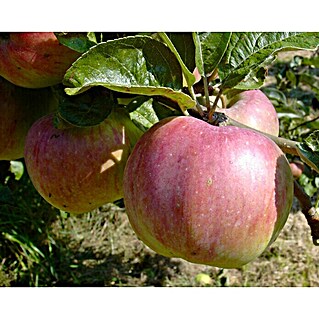 Apfelbaum Ontario (Malus domestica Ontario, Erntezeit: Oktober)