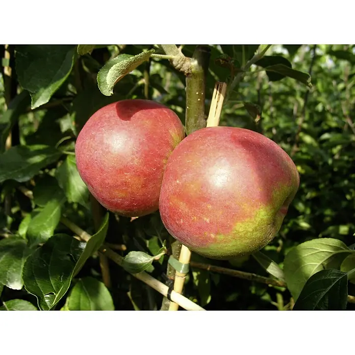Apfelbaum Roter Boskoop - Malus domestica Roter Boskoop, Erntezeit: September - Zwei saftige rote Äpfel hängen an einem Baum, umgeben von grünen Blättern. Ein köstlicher Anblick, der zum Reinbeißen einlädt.