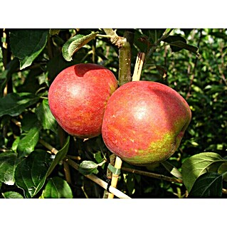 Apfelbaum Roter Boskoop (Malus domestica Roter Boskoop, Erntezeit: September)
