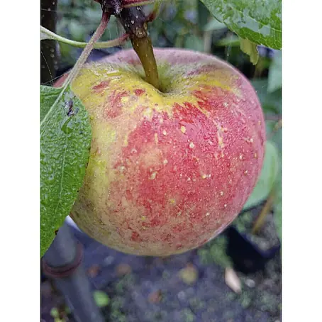 Apfelbaum Topaz
