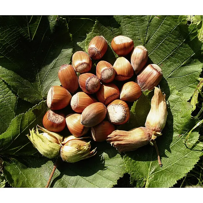 Haselnussstrauch Nottingham Frühe - Corylus avellana, Erntezeit: September - Nahaufnahme von Haselnüssen auf einem Haselnussblatt, die natürliche Schönheit und den gesunden Genuss dieser Nuss hervorhebt.