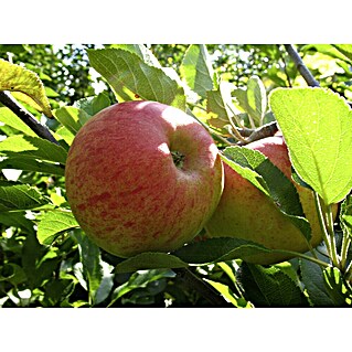 Apfelbaum Elstar (Busch, 5 l)