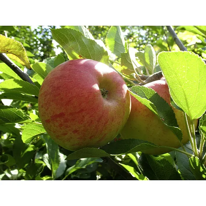 Apfelbaum Elstar - Malus domestica Elstar, Busch, 5 l, Erntezeit: September - Nahaufnahme von zwei roten Äpfeln, die an einem Baum hängen, umgeben von grünen Blättern, die die Frische und Reife der Früchte hervorheben.