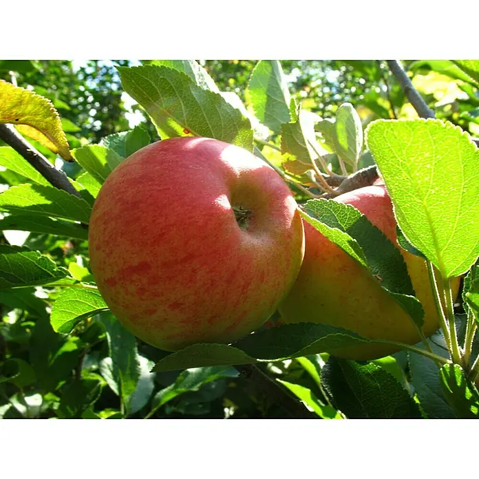 Apfelbaum ElstarMalus domestica Elstar, Busch, 5 l, Erntezeit: September - Nahaufnahme von zwei roten Äpfeln, die an einem Baum hängen, umgeben von grünen Blättern, die die Frische und Reife der Früchte hervorheben.