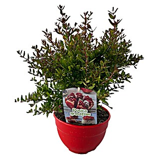 Granatapfelbaum Zwerg-Granatapfel (Punica granatum Nana, Topfvolumen: 2,6 l)