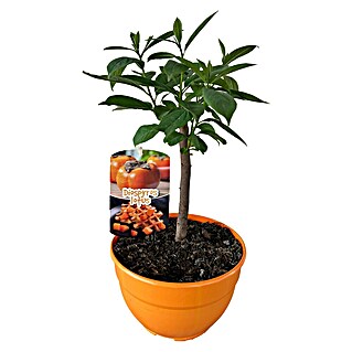Kakibaum (Dyospiros kaki, Topfvolumen: 2,6 l, Erntezeit: Oktober)