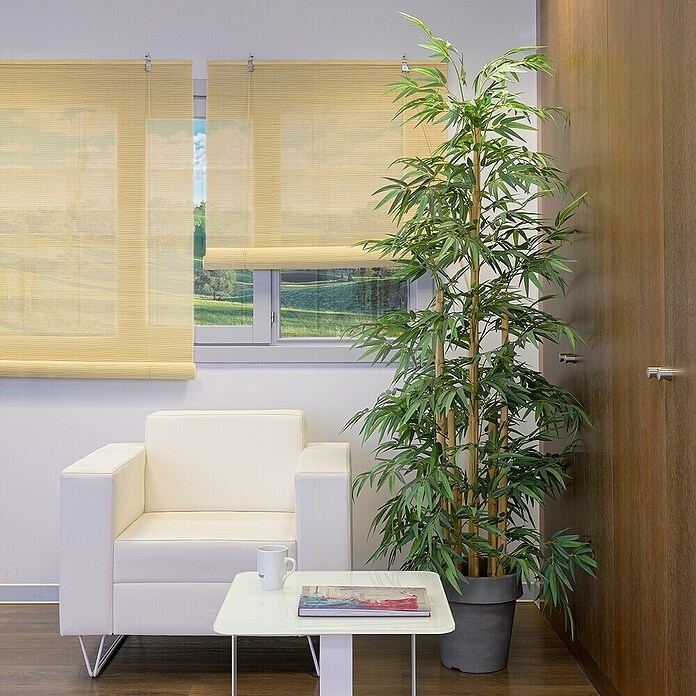 Estor enrollable de bambú (An x Al: 100 x 250 cm, Natural, Unicolor) | BAUHAUS