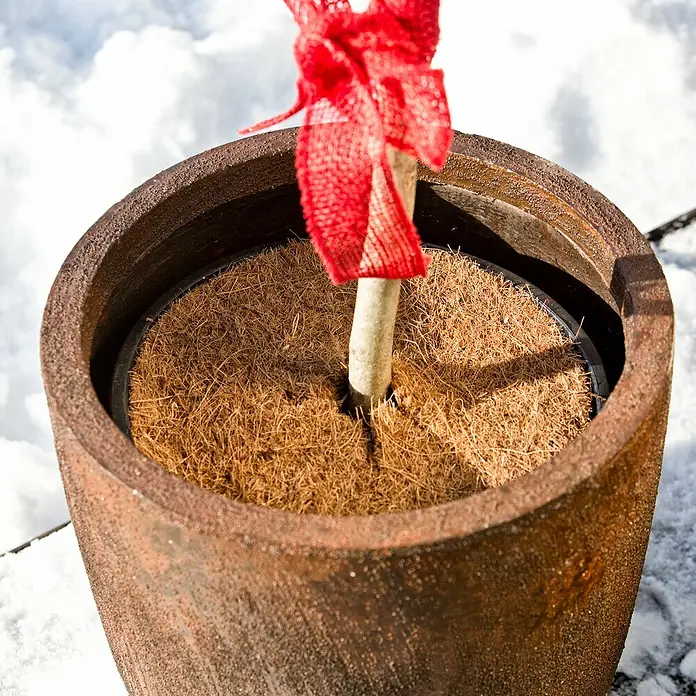Windhager Kokosmulchscheibe Cocodisc - Durchmesser: 37 cm, Natur - Nahaufnahme eines Blumentopfs mit einer roten Schleife, der mit einer Kokosfasermatte gefüllt ist, die ein kleines Bäumchen stützt.