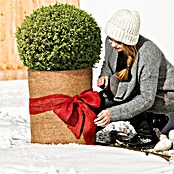 Windhager Kokosschutzmatte (L x B x S: 1,5 m x 50 cm x 10 mm, Natur)