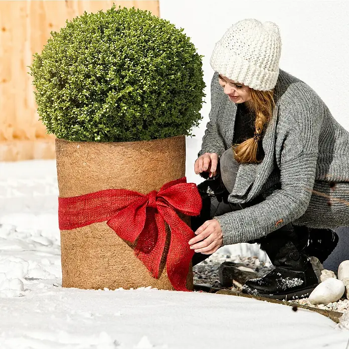 Windhager Kokosschutzmatte - L x B x S: 1,5 m x 50 cm x 10 mm, Natur - Frau schmückt einen Buchsbaum im Topf mit einer roten Schleife im Wintergarten.