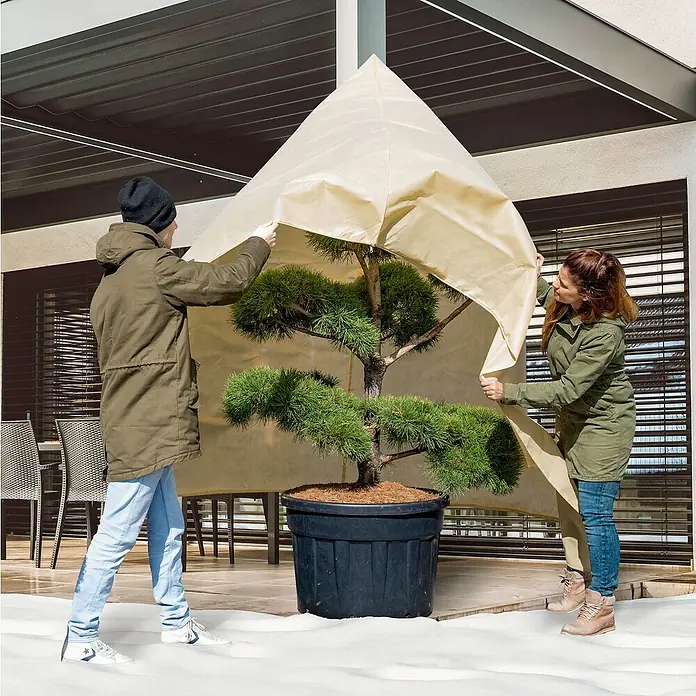 Windhager Winterschutzvlies Superprotect - L x B: 2,4 x 2 m, Beige, 100 g/m² - Eine Pflanze wird im Winter mit einer Schutzhülle vor Frost geschützt, um ihr Überleben zu sichern.