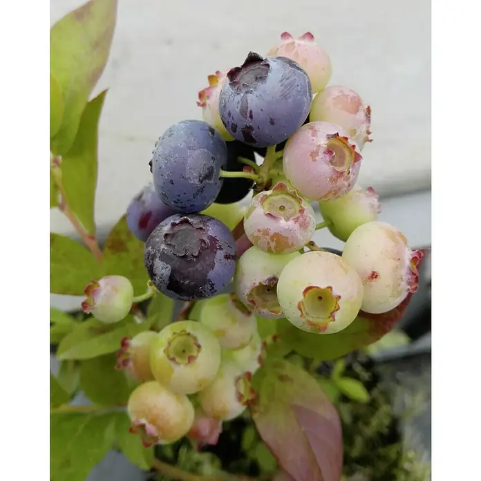 Heidelbeere Reka - Vaccinium corymbosum Reka, Erntezeit: Juli - Eine Nahaufnahme einer Traube reifer und unreifer Blaubeeren, die die verschiedenen Wachstumsstadien dieser köstlichen Früchte zeigt.