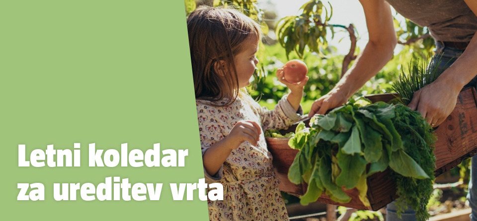 Mama s hčerko pobira pridelke na vrtu.