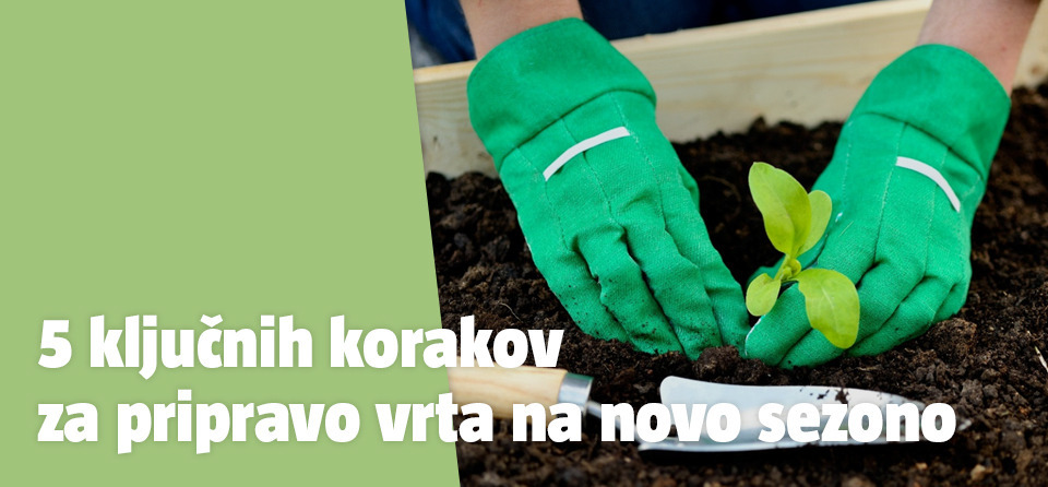 Sajenje prvih sadik na vrtu.