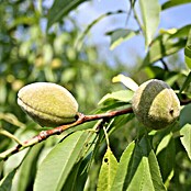 Säulenmandel (Prunus dulcis, Erntezeit: September - Oktober, Topfgröße: 10 l)